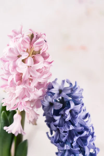 Pocztówka z eleganckimi kwiatami — Zdjęcie stockowe