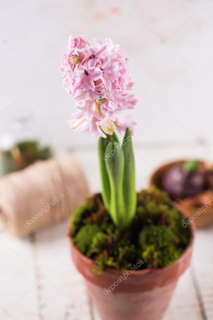 Fresh hyacinth in pot