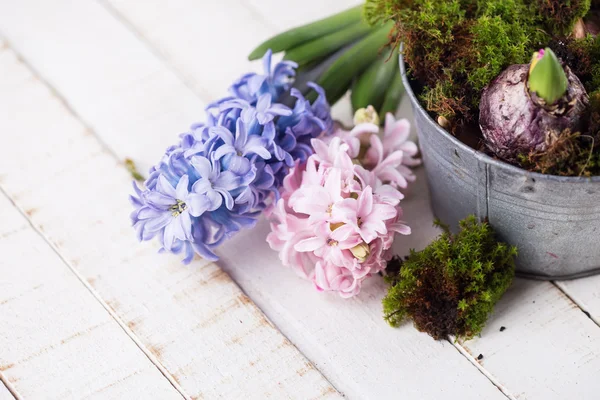 Postcard with fresh hyacinthes — Stock Photo, Image