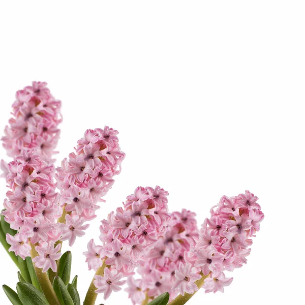 Pohlednice withfresh hyacinthes — Stock fotografie