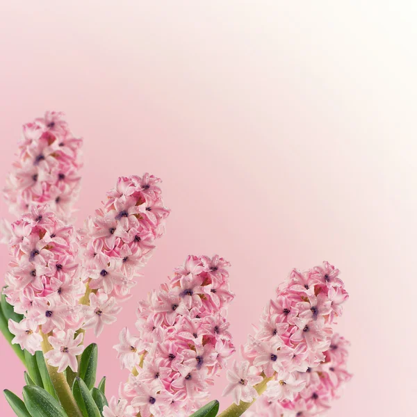 Kartpostal ile taze hyacinthes — Stok fotoğraf