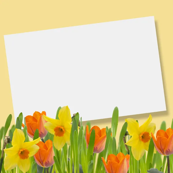 Tulpen en narcissen in gras — Stockfoto