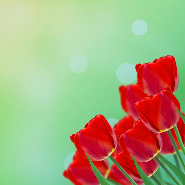 Pohlednice s čerstvé květiny tulipány a prázdné místo pro vaše te — Stock fotografie