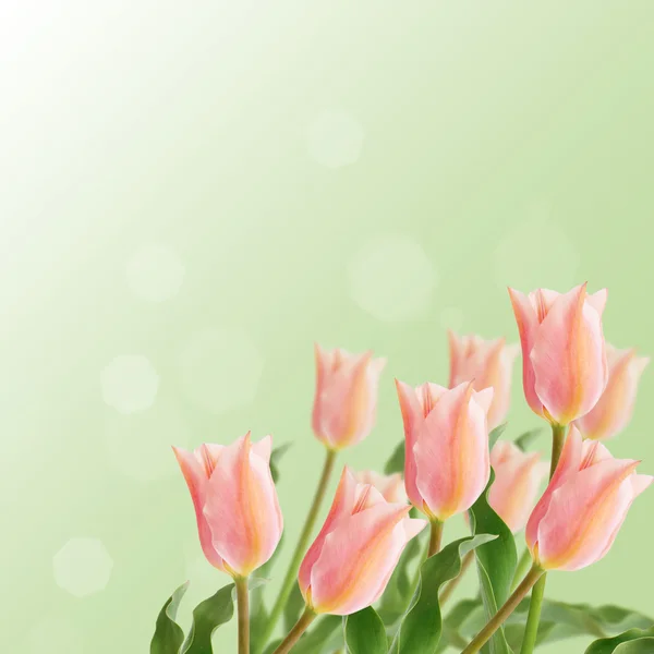 Vykort med färska blommor tulpaner och tom plats för ditt te — Stockfoto