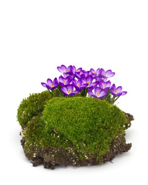 Moss  and crocuses clipart