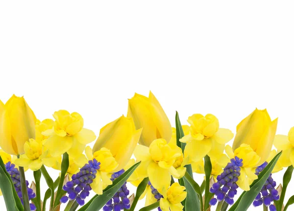 Frische Frühlingsblumen — Stockfoto