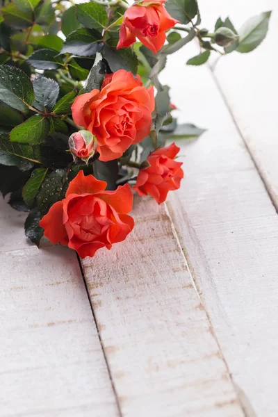 Postal con flores elegantes — Foto de Stock