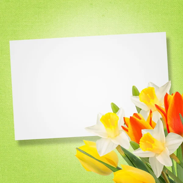 Flowers background — Stock Photo, Image