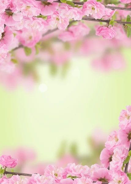 Cartão postal com árvore de floração — Fotografia de Stock