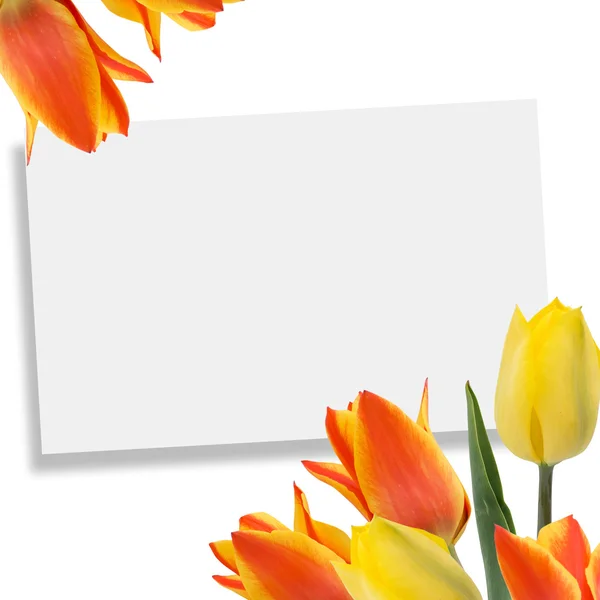 Postal con tulipanes — Foto de Stock