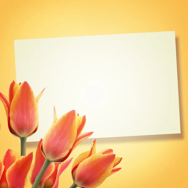 Ansichtkaart met tulpen — Stockfoto