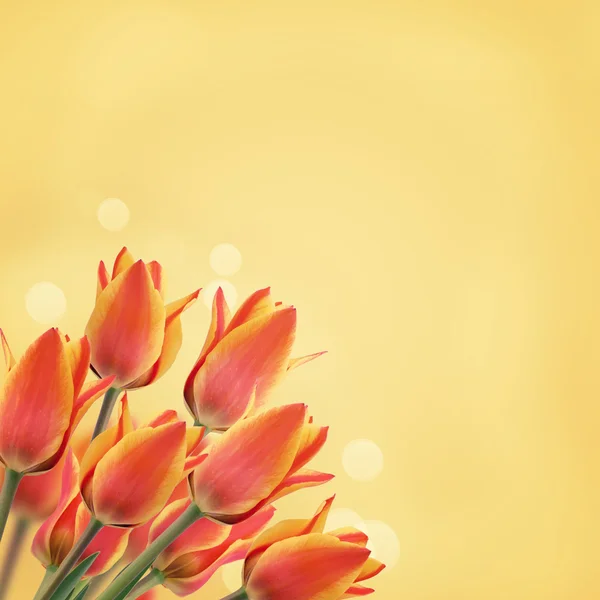 Ansichtkaart met tulpen — Stockfoto