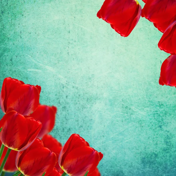 Ansichtkaart met tulpen — Stockfoto