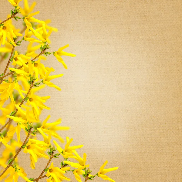 Φρέσκα λουλούδια forsythia — Φωτογραφία Αρχείου