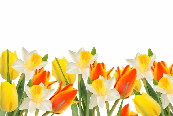 Blommor bakgrund — Stockfoto