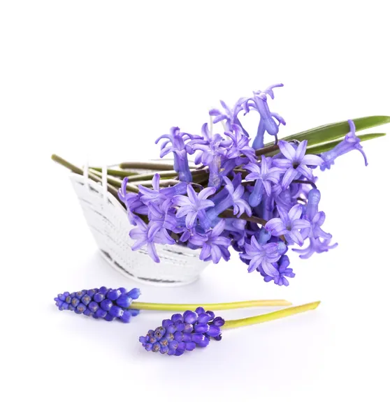 Fresh scilla flowers — Stock Photo, Image