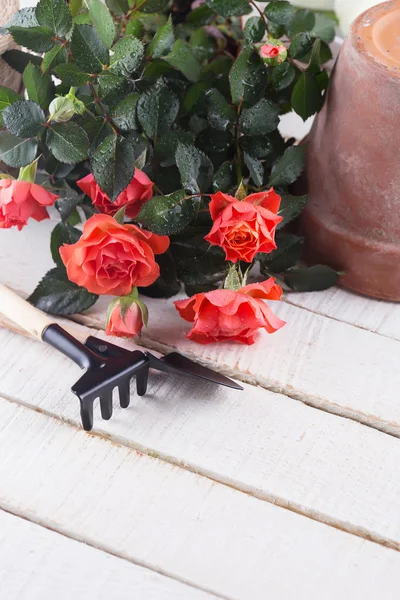 Flowers and tools — Stock Photo, Image