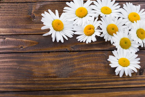 Flores de margarita — Foto de Stock