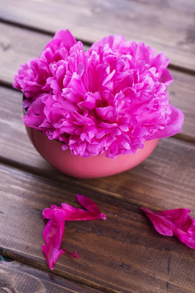 Flor de peonía —  Fotos de Stock