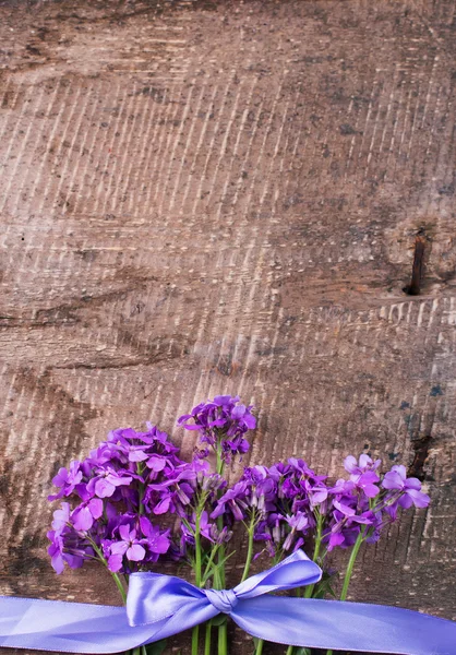 Flores de Hesperis — Foto de Stock