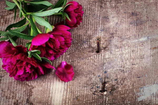 Flores de peonía — Foto de Stock