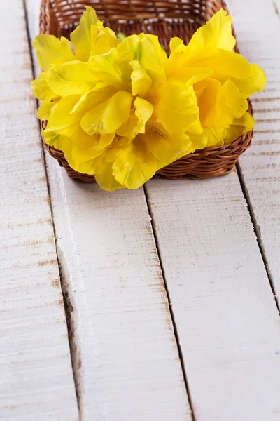 Flores amarelas frescas — Fotografia de Stock