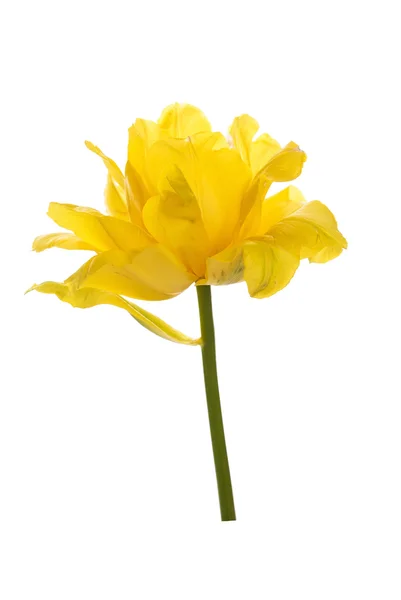 Färska tulip — Stockfoto