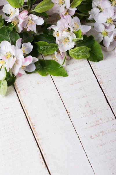 Flores de manzana — Foto de Stock