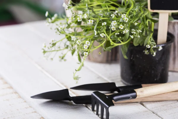 çiçek ve Bahçe aletleri