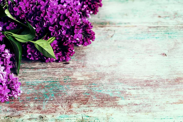 Fresh lilac — Stock Photo, Image