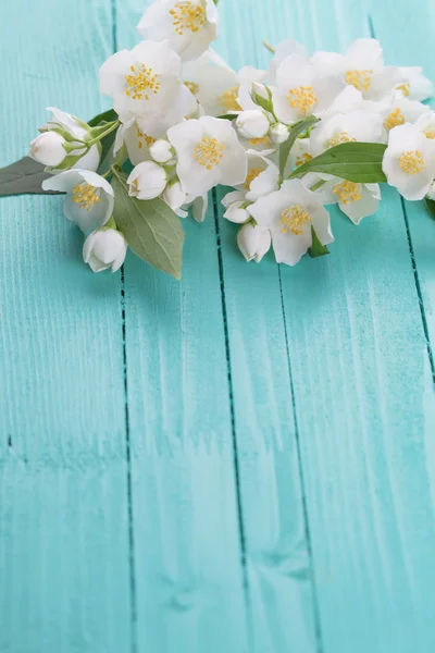 Jasmine flowers — Stock Photo, Image