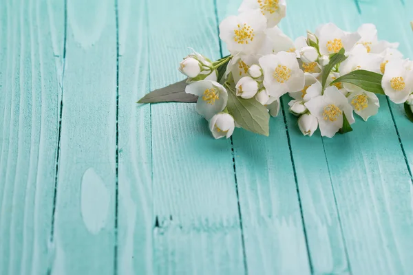 Jasmínové květiny — Stock fotografie