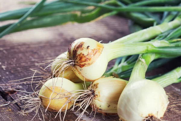 Fresh  onion — Stock Photo, Image