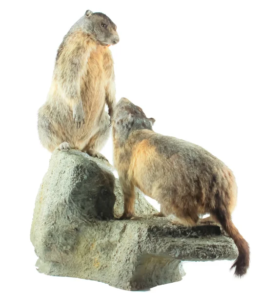 Dua marmot — Stok Foto