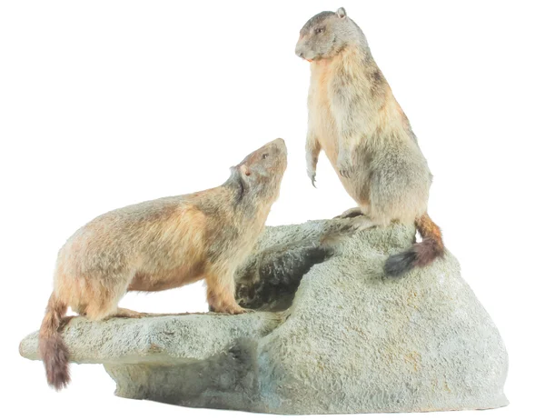 Marmots on a rock — Stok Foto