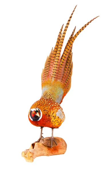 Forestpheasant — Stockfoto