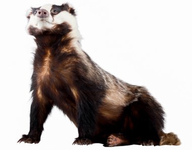 Porsuk