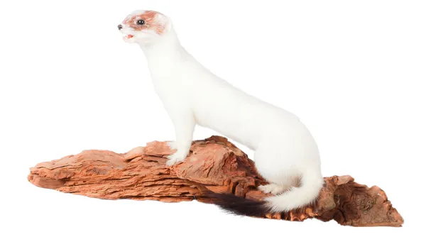 Ermine — Stock Photo, Image