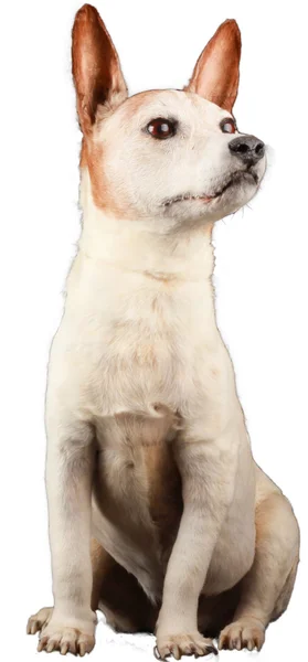 Jack Russel. — Foto de Stock