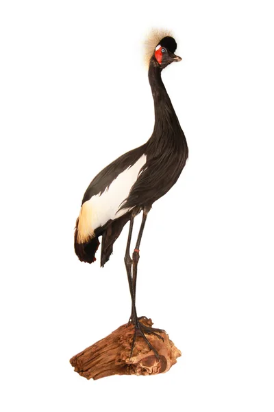 Black cranebird — Stock Photo, Image