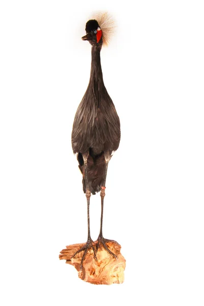 Black cranebird — Stock Photo, Image