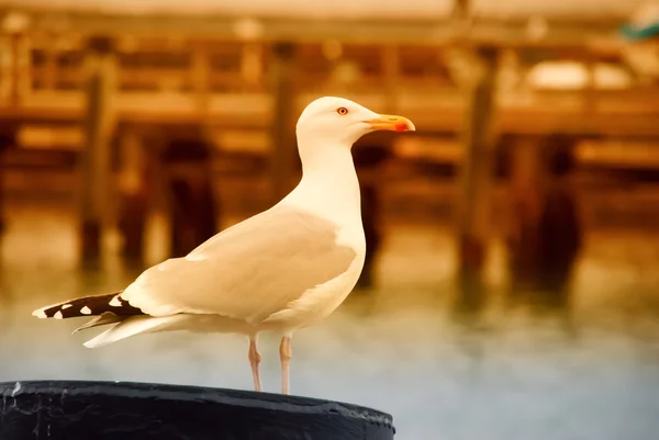 Seagull — Stock Photo, Image