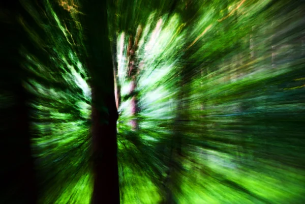 Bewegende bomen — Stockfoto