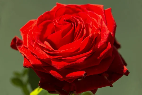 Red Rose — Stock Photo, Image