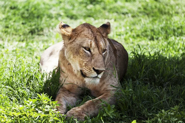 Lion — Stock Photo, Image