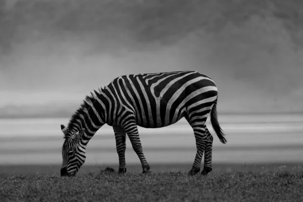 Zebra — Zdjęcie stockowe