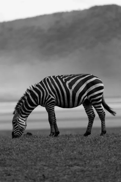 Zebra Tanzanya Stok Fotoğraf