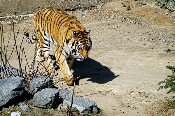 Tiger. — Stockfoto