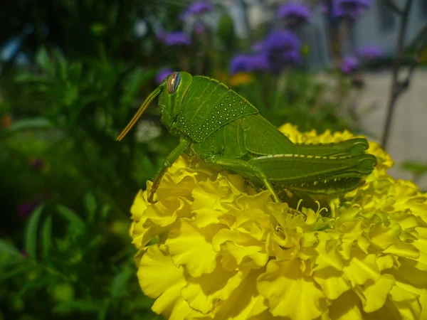 Gräshoppa på en blomma. — Stockfoto