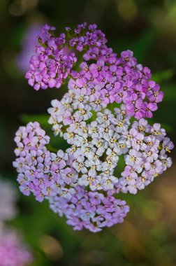 Achillea